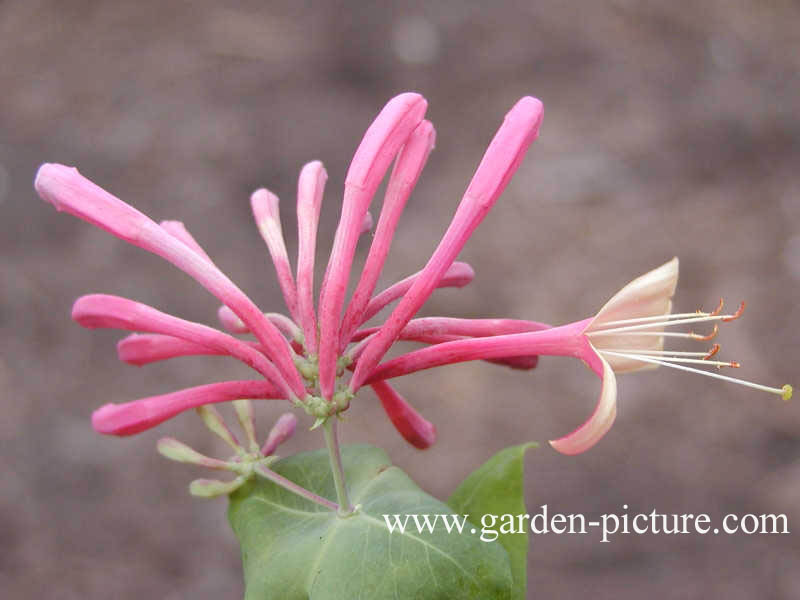 Lonicera heckrottii 'Goldflame'