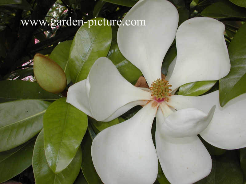 Magnolia grandiflora