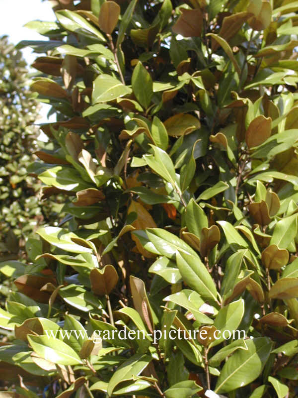 Magnolia grandiflora 'Galissonniere'