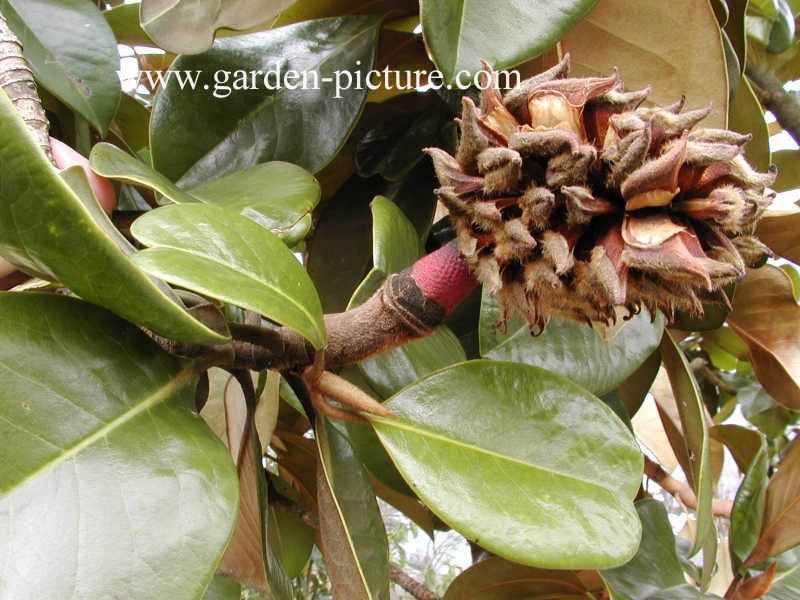 Magnolia grandiflora