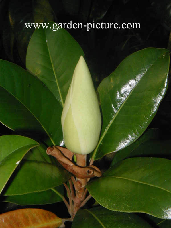 Magnolia grandiflora