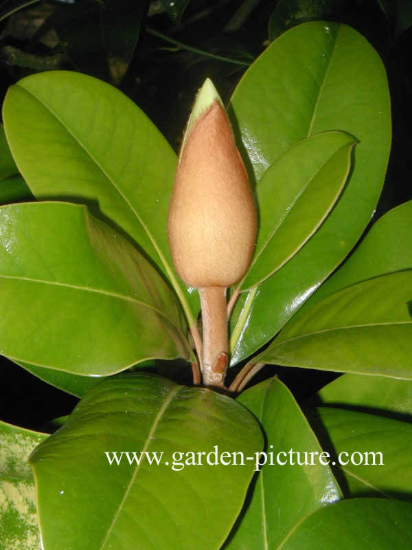 Magnolia grandiflora