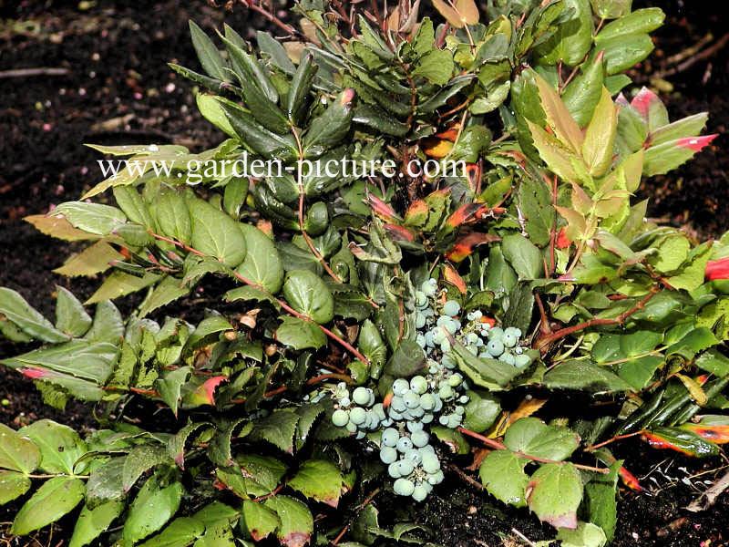 Mahonia nervosa