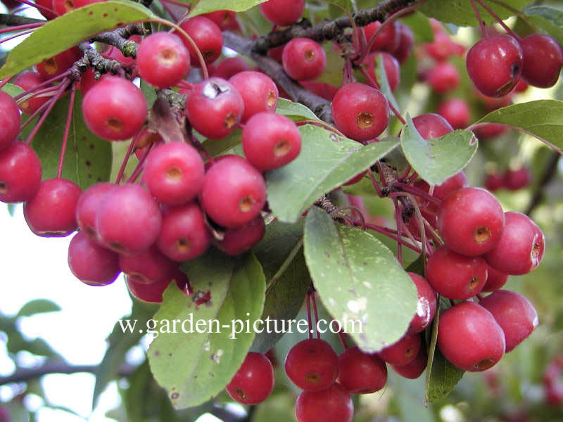 Malus 'Adams'