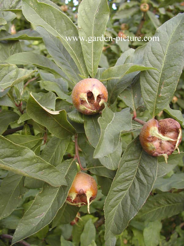 Mespilus germanica 'Bredase Reus'