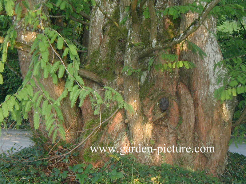 Metasequoia glyptostroboides