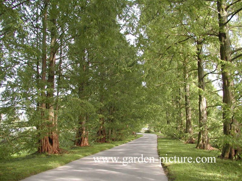 Metasequoia glyptostroboides