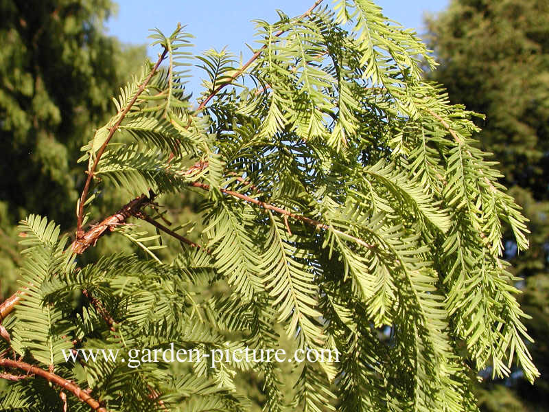 Metasequoia glyptostroboides