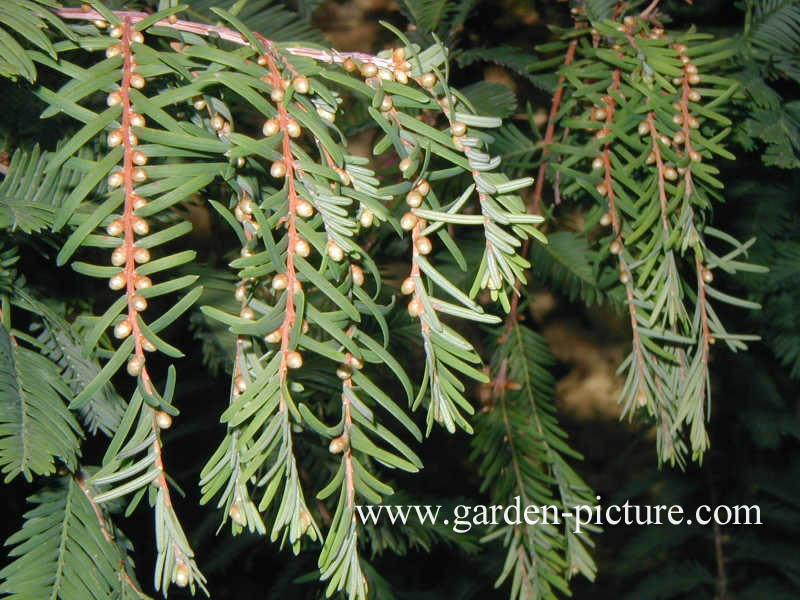 Metasequoia glyptostroboides