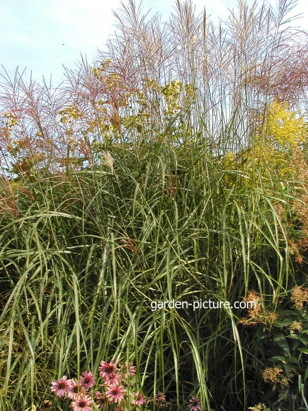 Miscanthus sinensis 'Prof. Richard Hansen'