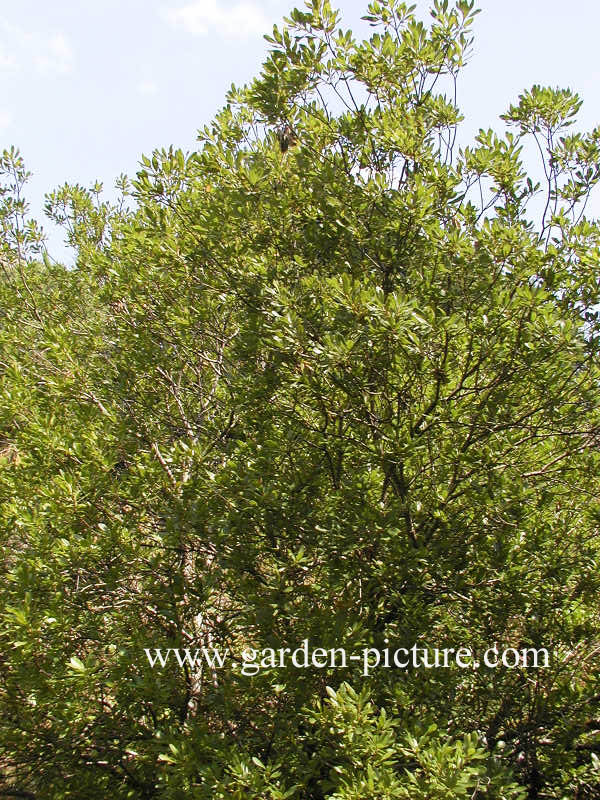 Myrica pensylvanica