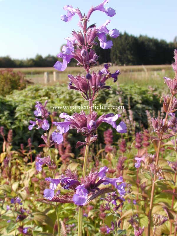 Nepeta grandiflora 'Bramdean'