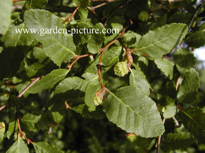 Nothofagus obliqua