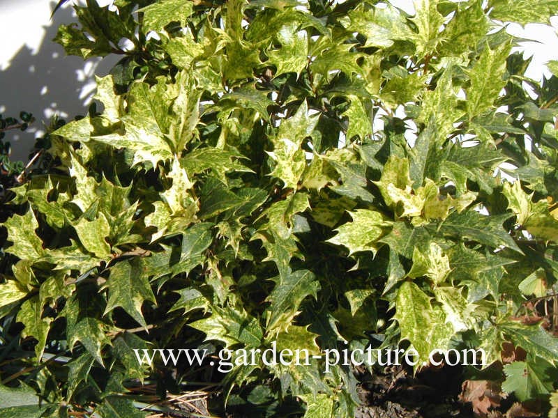 Osmanthus heterophyllus 'Goshiki'