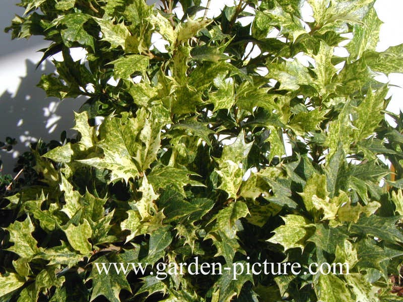 Osmanthus heterophyllus 'Goshiki'