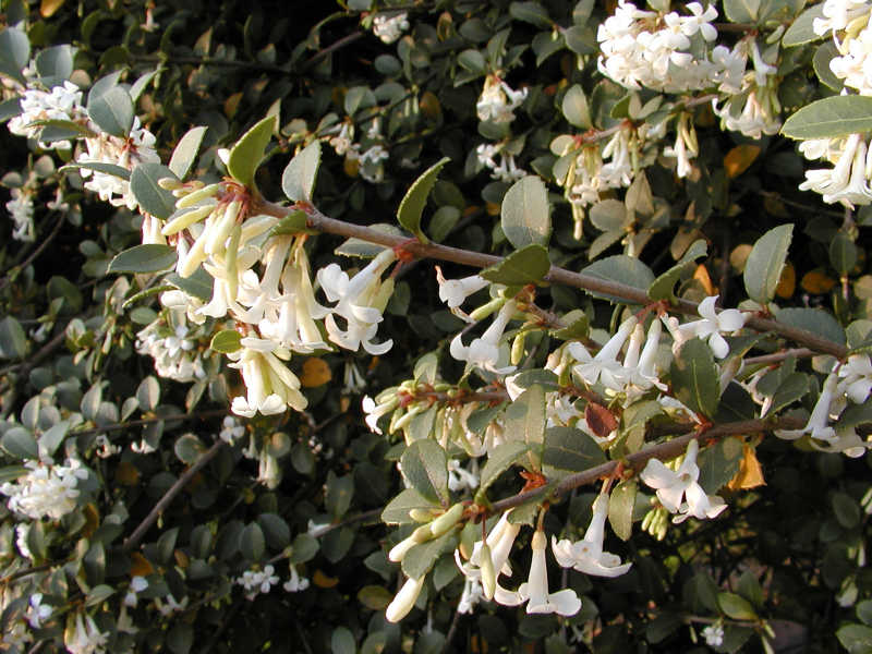 Osmanthus delavayi