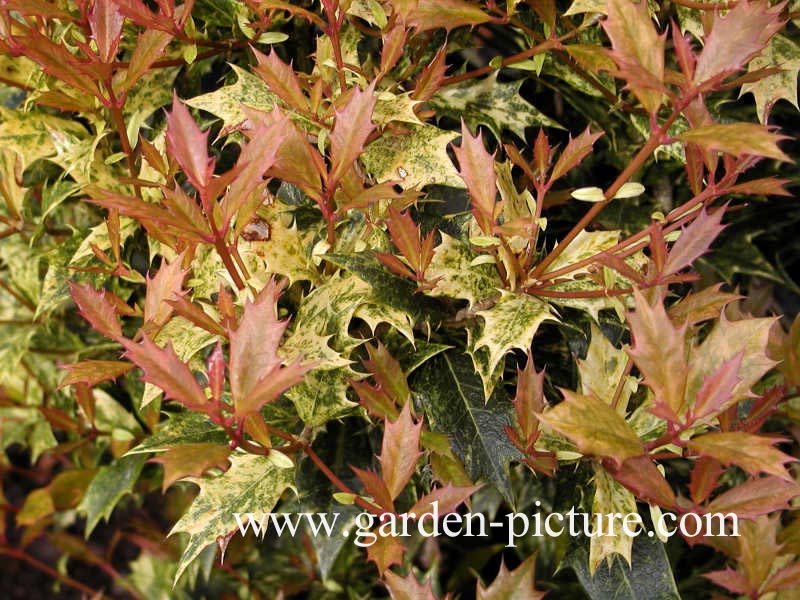 Osmanthus heterophyllus 'Goshiki'