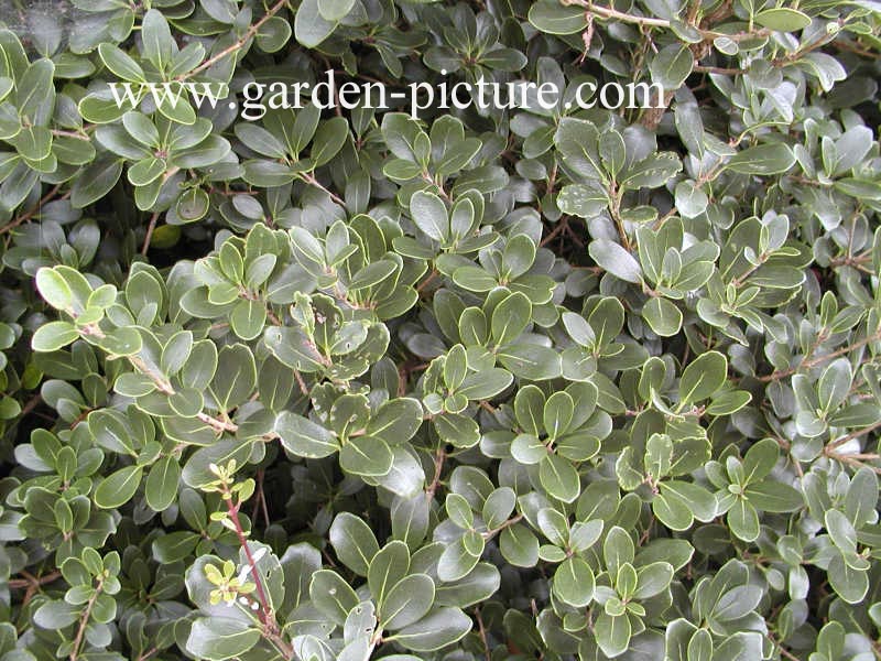 Osmanthus heterophyllus 'Rotundifolius'