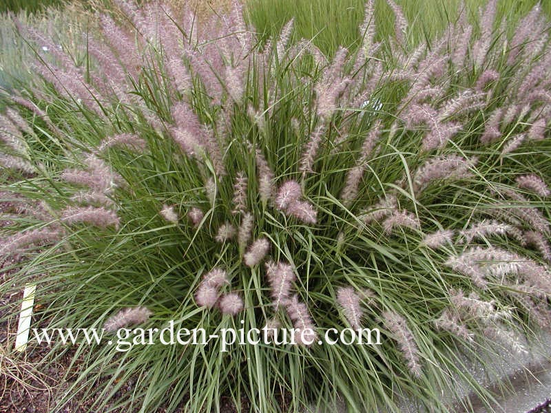 Pennisetum orientale