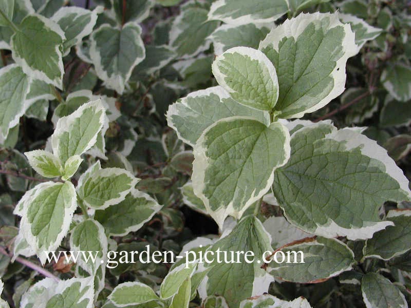 Philadelphus coronarius 'Variegatus'