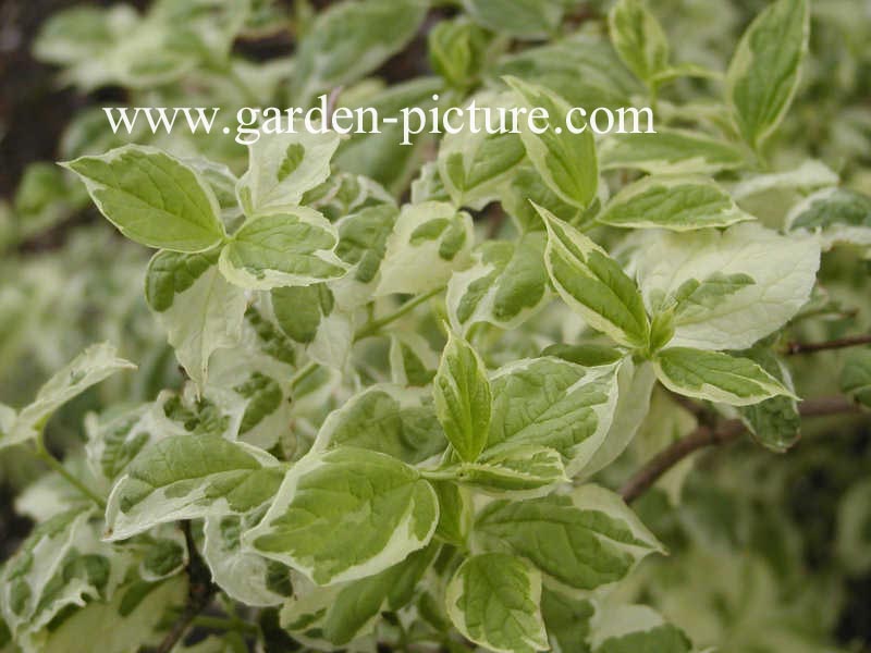 Philadelphus coronarius 'Variegatus'