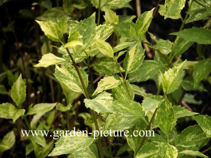 Philadelphus 'Innocence'