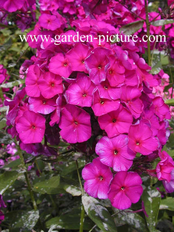 Phlox paniculata 'Duesterlohe'