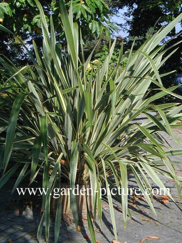 Phormium tenax