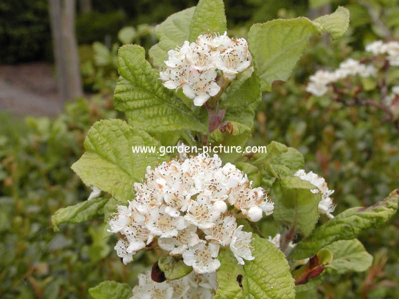 Photinia villosa 'Maximowicziana'