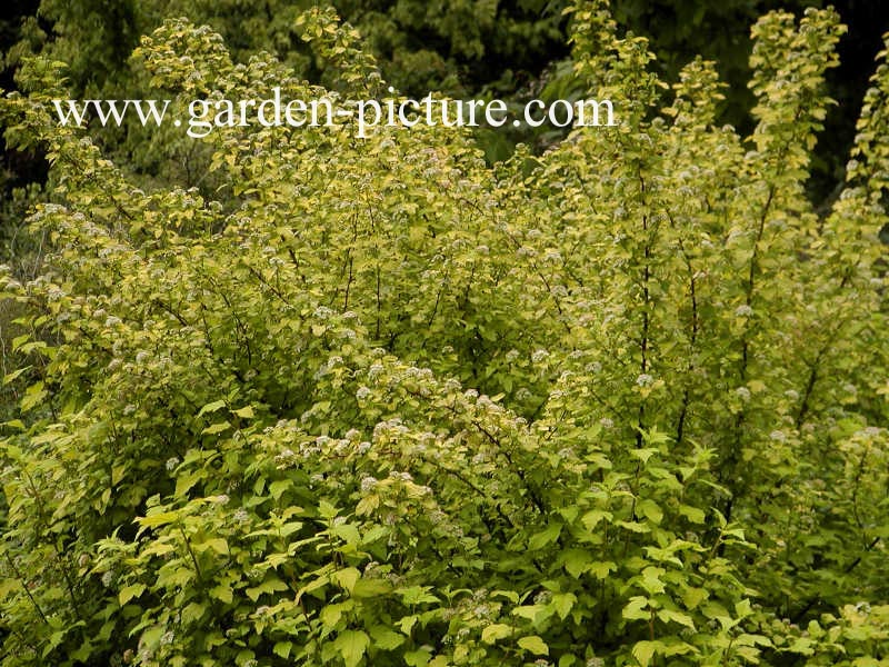 Physocarpus opulifolius 'Dart's Gold'