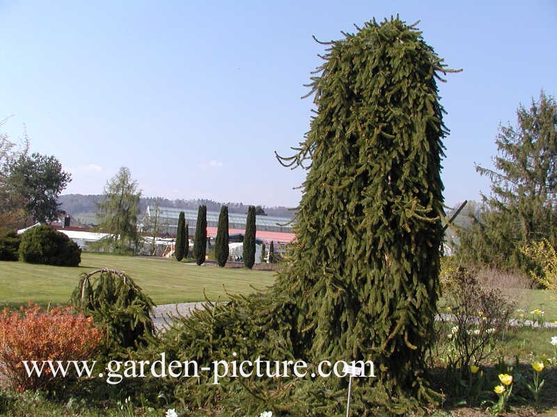 Picea abies 'Inversa'