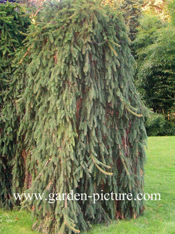 Picea abies 'Inversa'