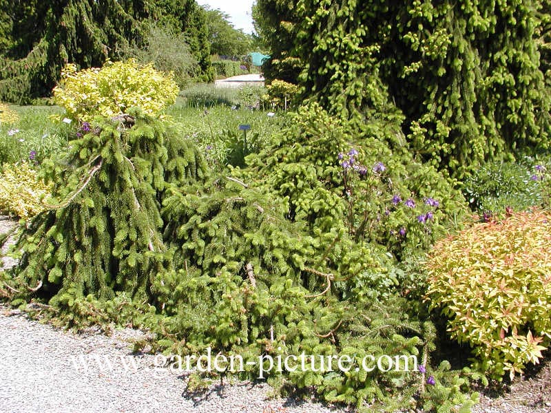 Picea abies 'Inversa'