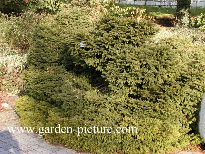 Picea abies 'Nidiformis'