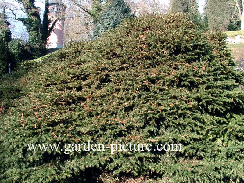 Picea abies 'Nidiformis'