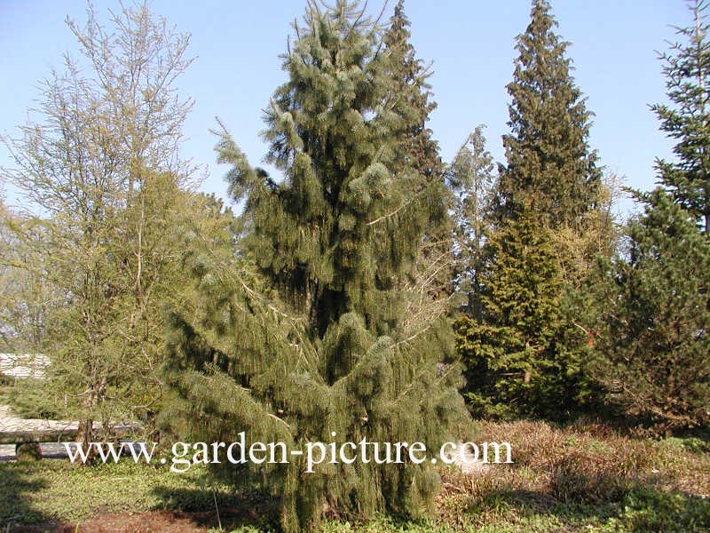 Picea breweriana