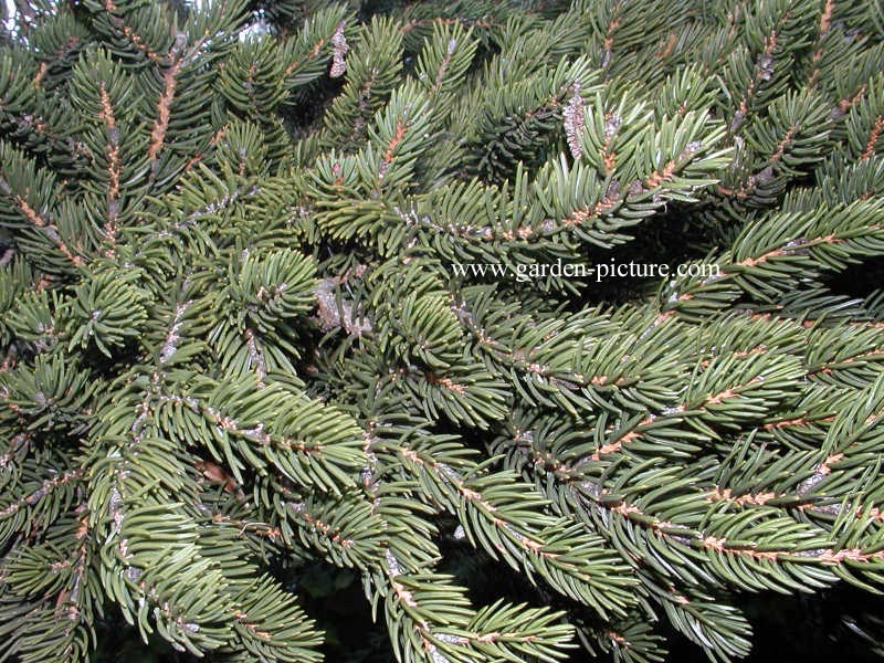 Picea polita