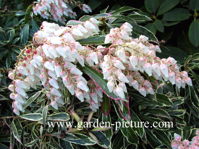 Pieris japonica 'Variegata'