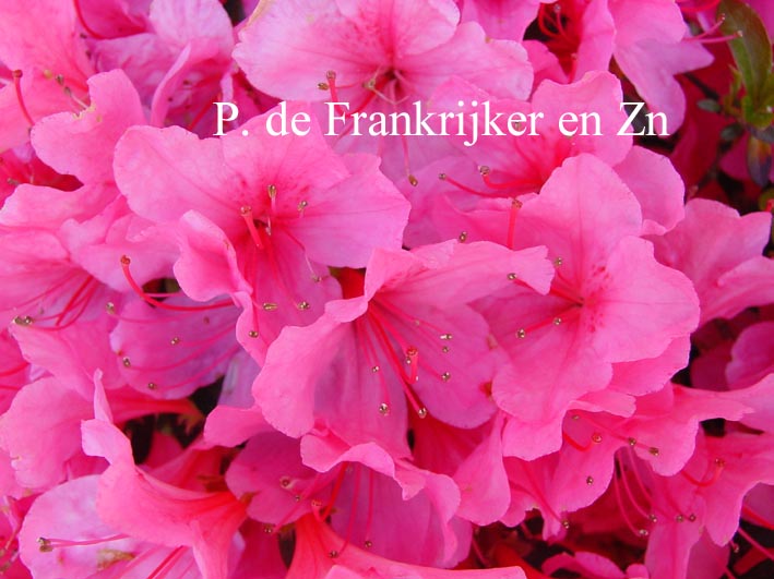 Azalea 'Blaauw's Pink'