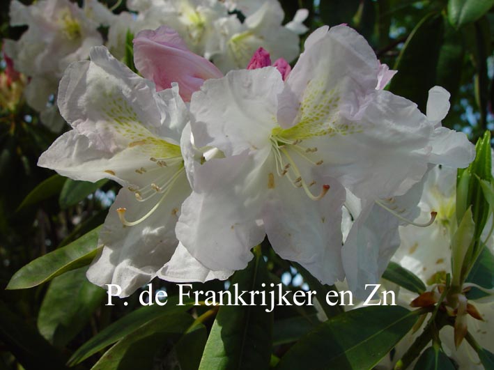 Rhododendron 'Greers Cream Delight'