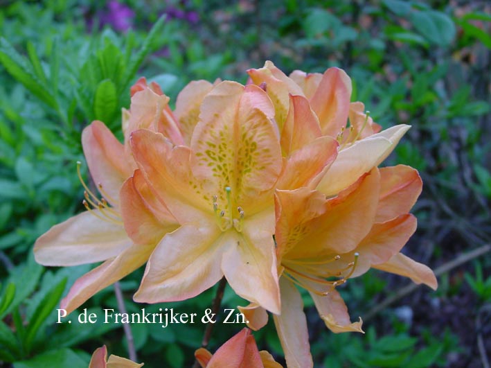 Azalea 'Dr. Reichenbach'