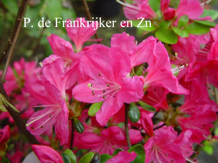 Azalea 'Dretonia'