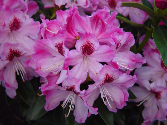 Rhododendron 'Helen Martin'