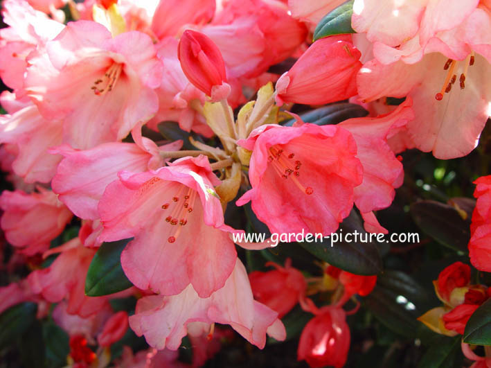 Rhododendron 'Bambi'