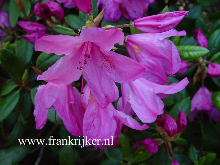 Rhododendron 'Jocking'