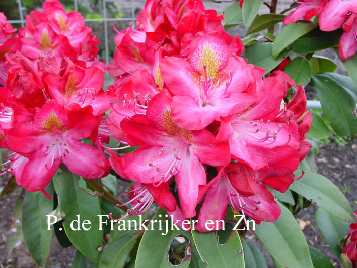 Rhododendron 'Junifeuer'