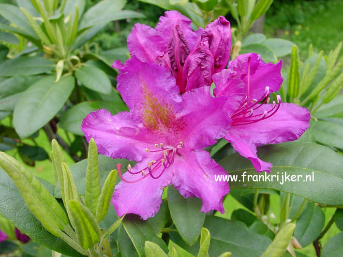 Rhododendron 'Libretto'