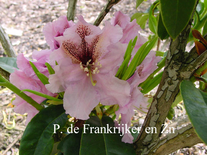 Rhododendron 'Mooreule'