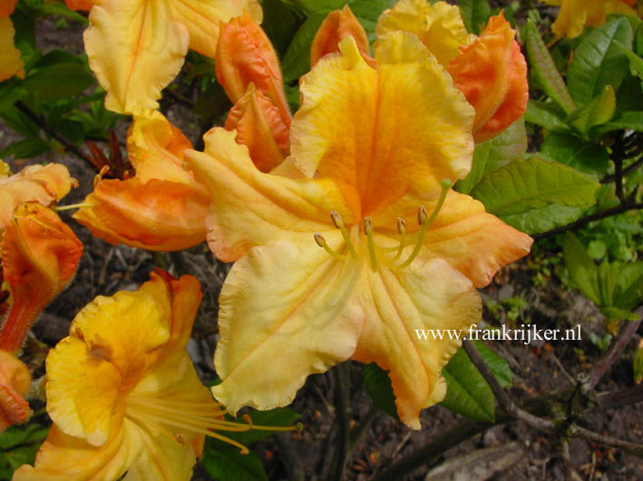 Azalea 'Oriental Queen'