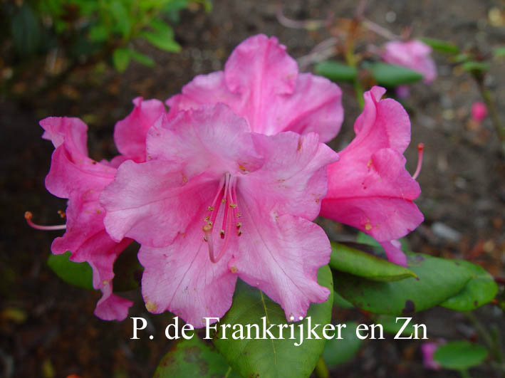 Rhododendron 'Stockholm'